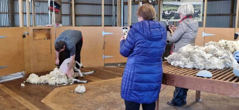 From Christchurch: Sheep Farm Experience with Lunch & Winery - Return Journey & Christchurch Highlights
