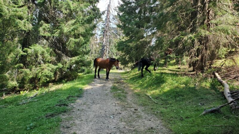 From Cluj-Napoca: Carpathian Mountains Guided Scenic Hike - Safety Considerations