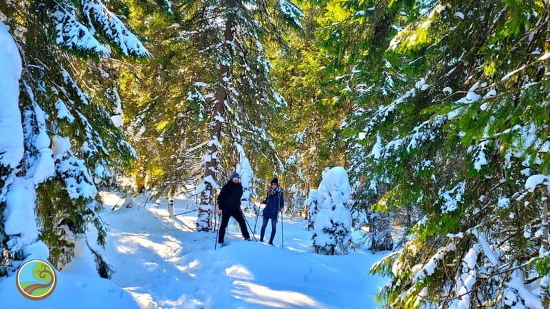 From Cluj: Winter Walking Trip on the Great Mountain - What to Expect: A Deep Dive into the Mountain Experience