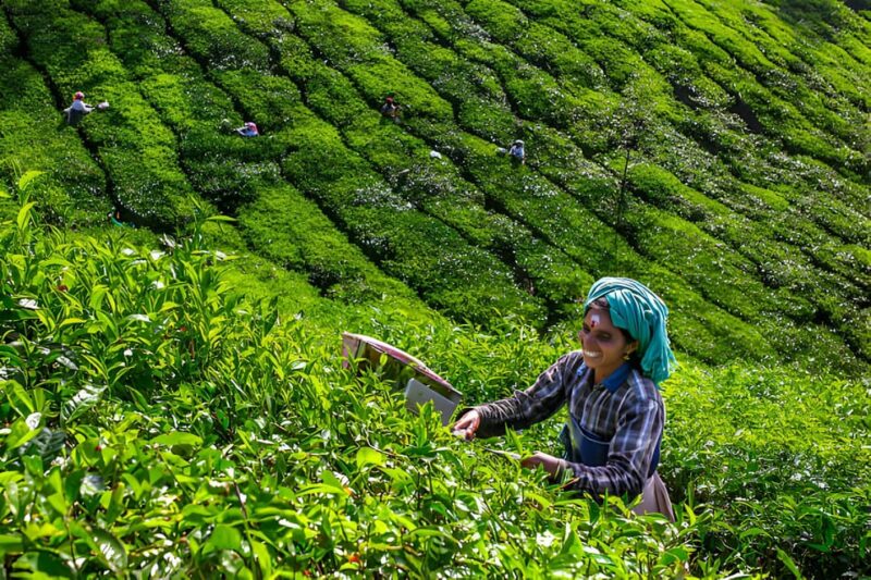 From Cochin: 7 Day Munnar, Thekkady, Alleppey, and Kovalam - Accommodation and Inclusions