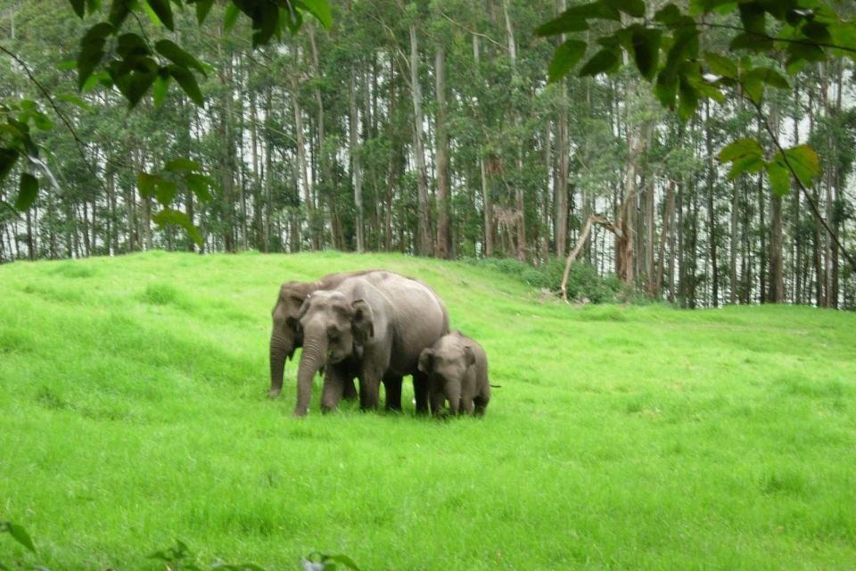 From Cochin: 8 Day Kerala Tour Package With Houseboat Stay - Frequently Asked Questions
