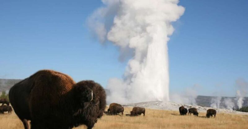 From Cody: Full-Day Yellowstone National Park Tour - Who Will Enjoy This Tour?