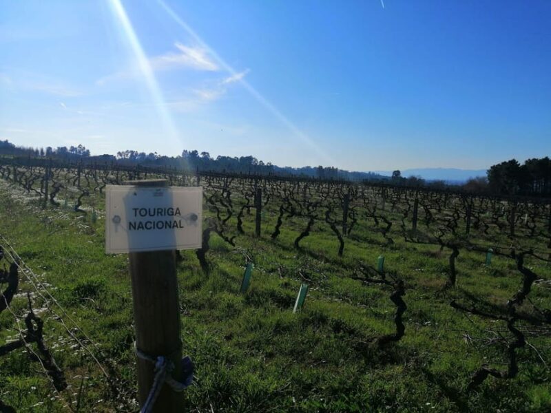 From Coimbra: Dão Wine Route Experience - FAQ