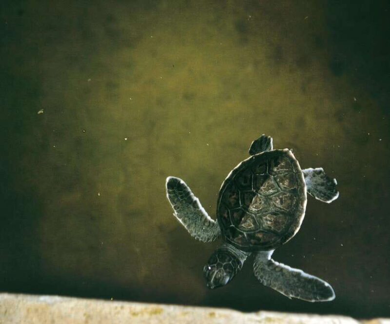 From Colombo: 2-Day Southern Coast Wildlife & Heritage Tour - What Makes This Tour Worth Considering?