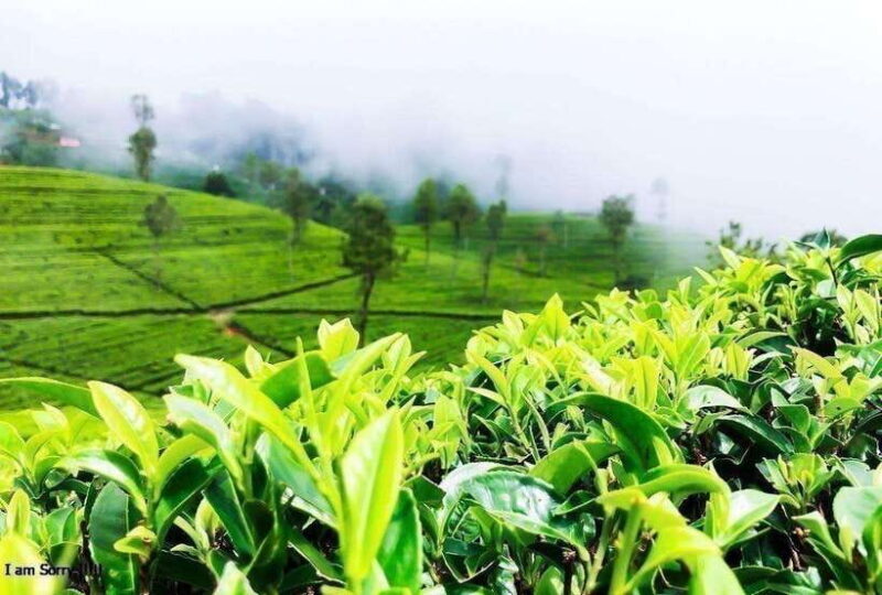 From Colombo: 2-Day Tour to Nuwara Eliya and Kandy - What You Need to Know Before Booking
