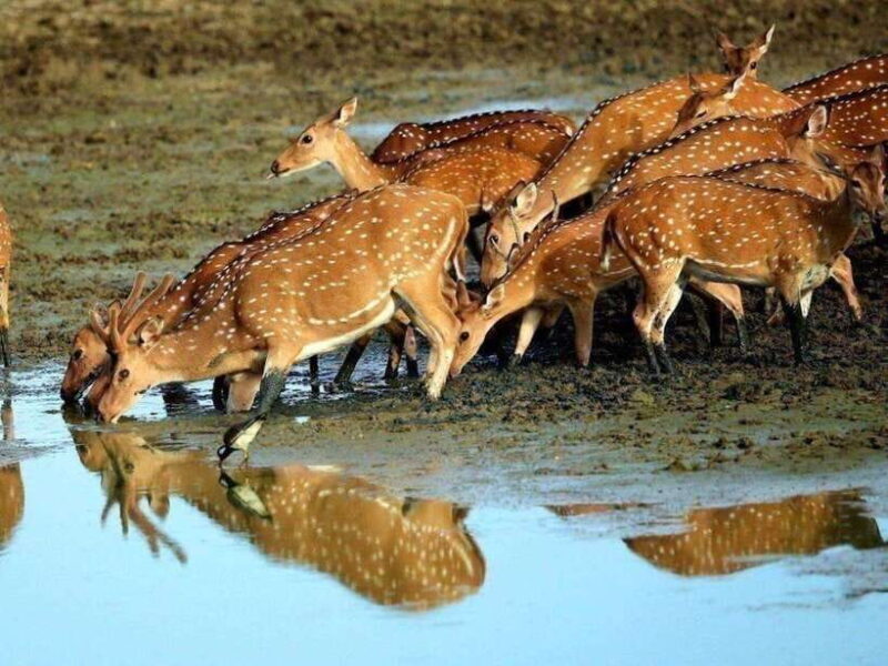 From Colombo: 2-Day Trip to Arugam Bay with Yala Safari - What to Expect: The Full Experience  