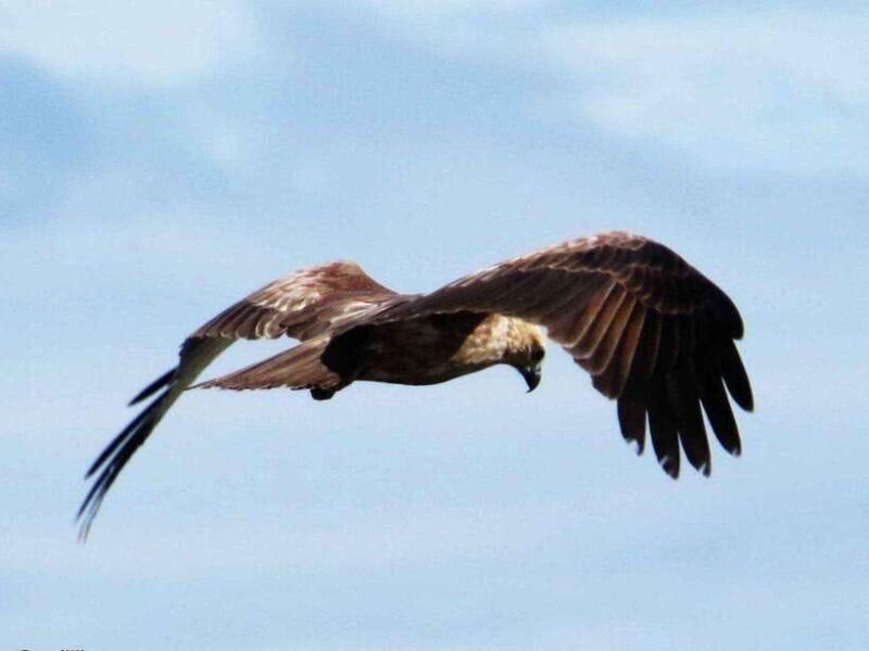 From Colombo: 2-Day Trip to Arugam Bay with Yala Safari - Who Will Love This Tour?  