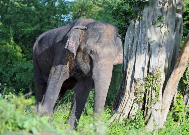 From Colombo: 3-Day Hill Country Escape with Train Ride - The Sum Up
