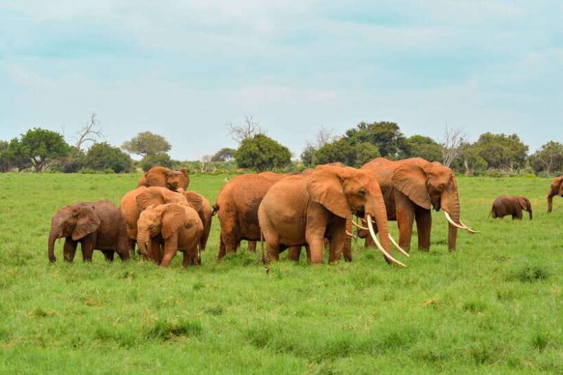 From Colombo: 4-Day Tour with Car, Guide, Meals HB, Hotels - FAQ