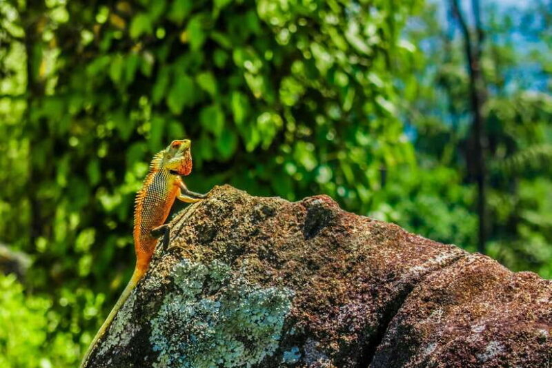From Colombo: 5-Day Tour to Kandy, Sigiriya, and Nuwara - In Closing