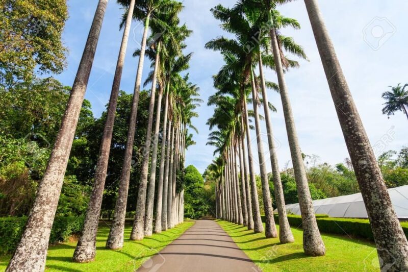 From Colombo : Day Trip to Kandy/ Pinnwala/ Royal Gardens - Good To Know