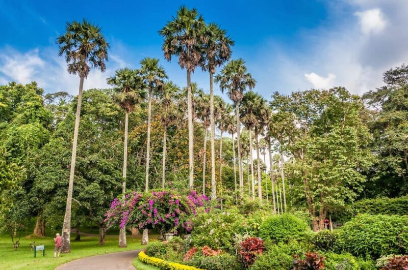 From Colombo : Day Trip to Kandy/ Pinnwala/ Royal Gardens - Royal Botanical Gardens