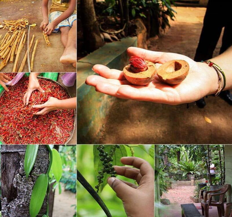 From Colombo - Day Trip to Kandy/ Pinnwala/ Royal Gardens - Key Points