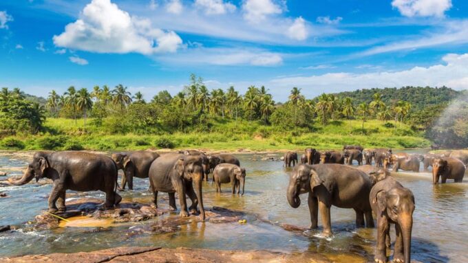 From Colombo - Day Trip to Kandy/ Pinnwala/ Royal Gardens - Kandy Spice Walk