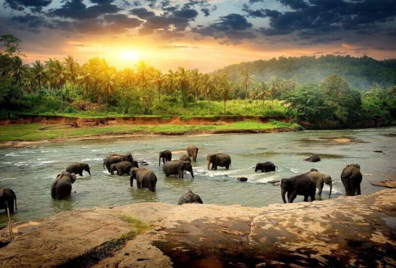 From Colombo: Discover Elephant Orphanage and Kandy Day Tour - A Thorough Look at the Day Tour Experience