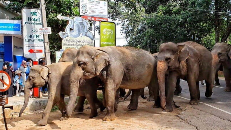 From Colombo: Kandy, Pinnawala and Tea Factory Full-Day Trip - Key Points