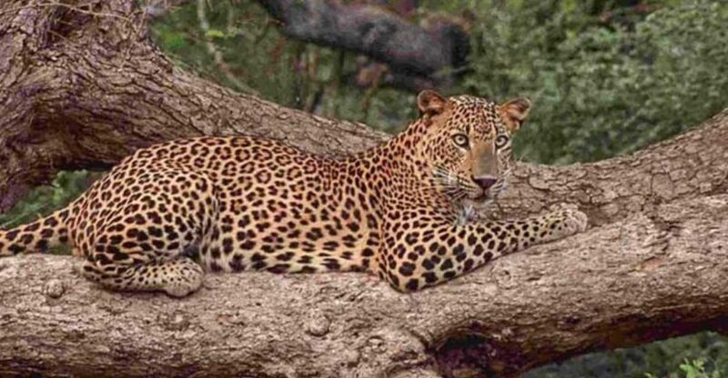 From Colombo/Negombo Day Trip to Yala National Park Safari - Good To Know