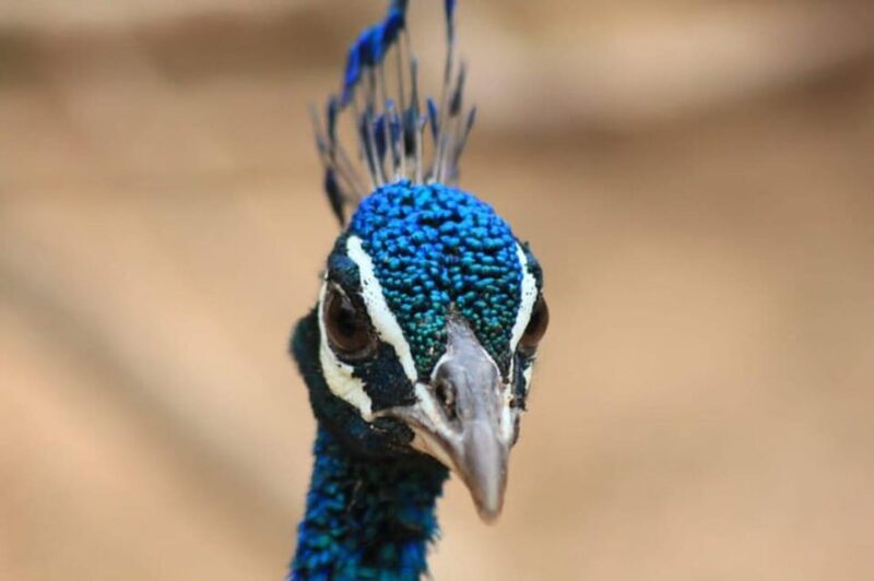 From Colombo/Negombo Day Trip to Yala National Park Safari - Inclusions and Exclusions