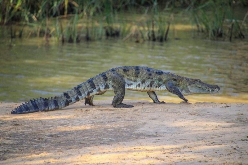 From Colombo/Negombo Day Trip to Yala National Park Safari - Important Information