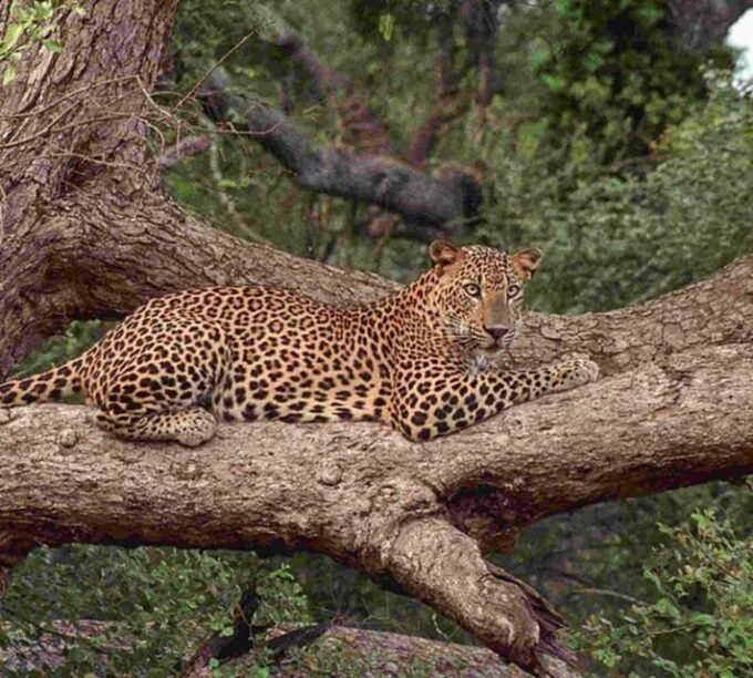 From Colombo/Negombo Day Trip to Yala National Park Safari - Location and Transportation