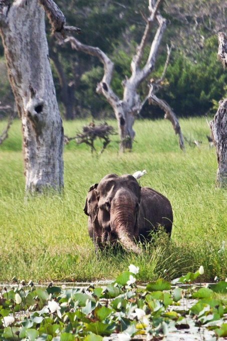 From Colombo/Negombo Day Trip to Yala National Park Safari - Frequently Asked Questions