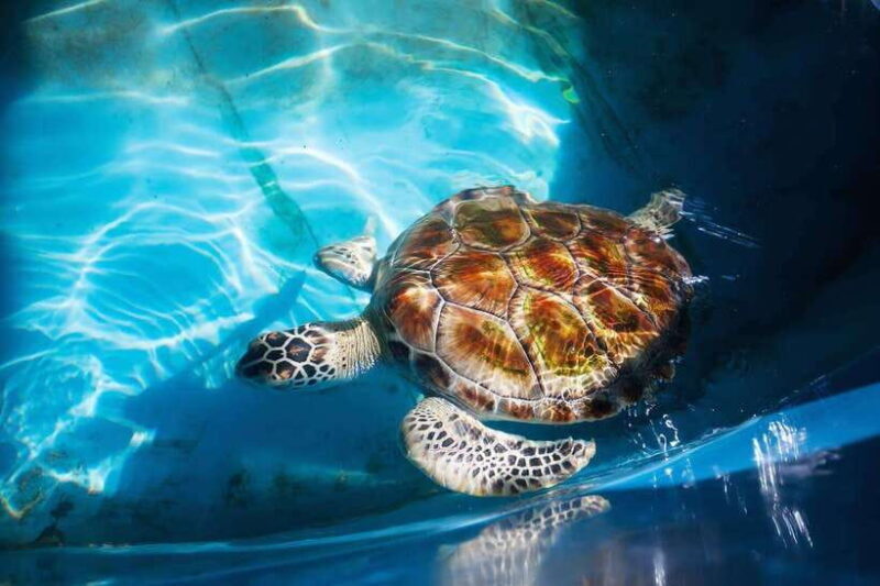 From Colombo/Negombo: Galle, Madu River, and Turtle Hatchery - An Overview of the Tour Experience