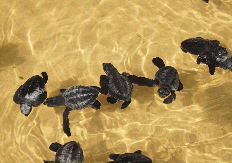 From Colombo/Negombo: Galle, Madu River, and Turtle Hatchery - Practical Details and Value
