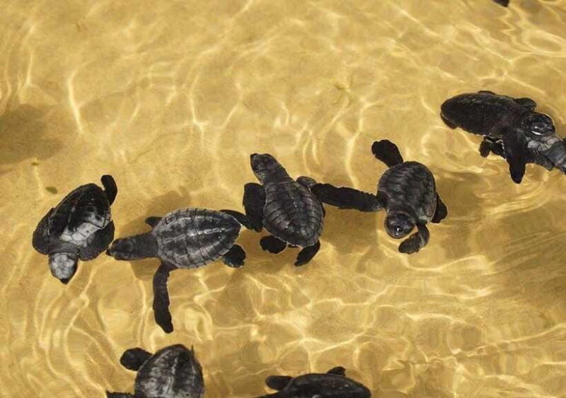 From Colombo/Negombo: Galle, Madu River, and Turtle Hatchery - Considerations
