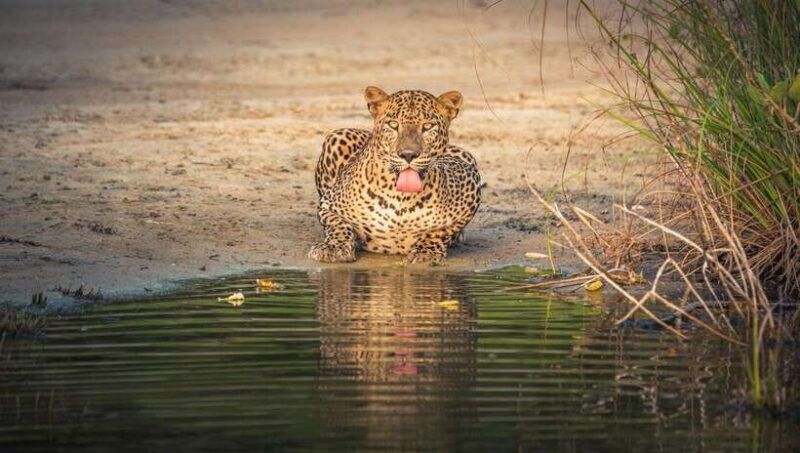 From Colombo/Negombo: Wilpattu National Park 4x4 Safari Tour - Key Points