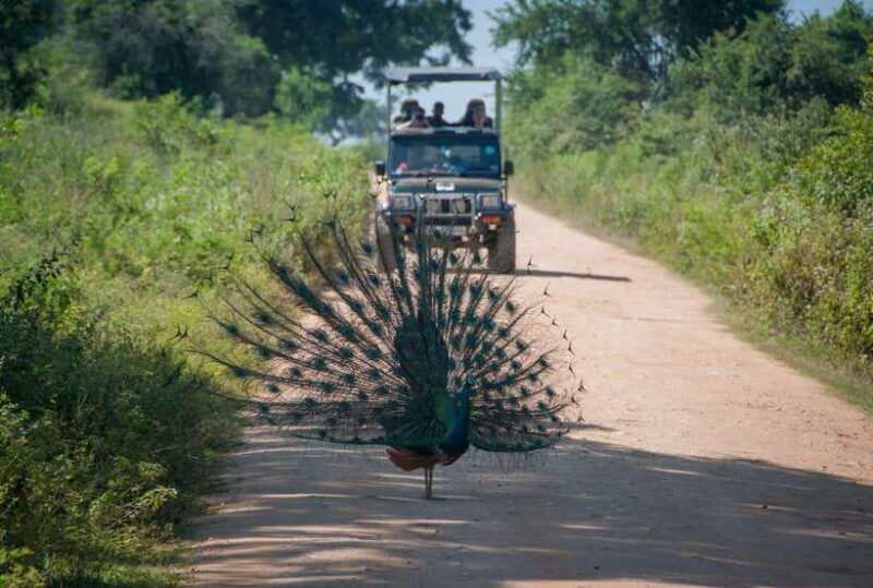 From Colombo/Negombo: Wilpattu National Park 4x4 Safari Tour - Introduction: What’s the Big Deal About Wilpattu?
