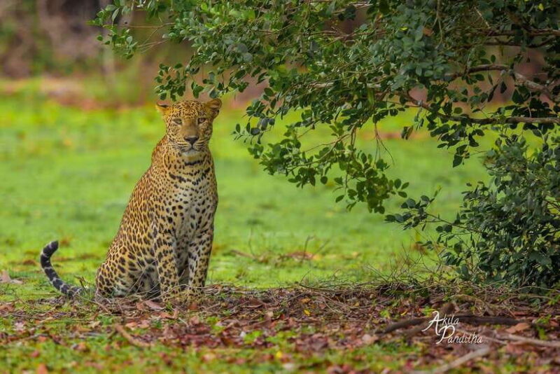 From Colombo/Negombo: Wilpattu National Park 4x4 Safari Tour - The Practical Side of the Tour