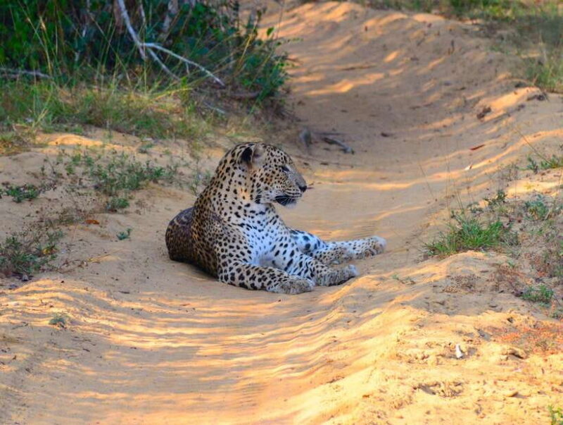 From Colombo/Negombo: Wilpattu National Park 4x4 Safari Tour - Why This Tour Works