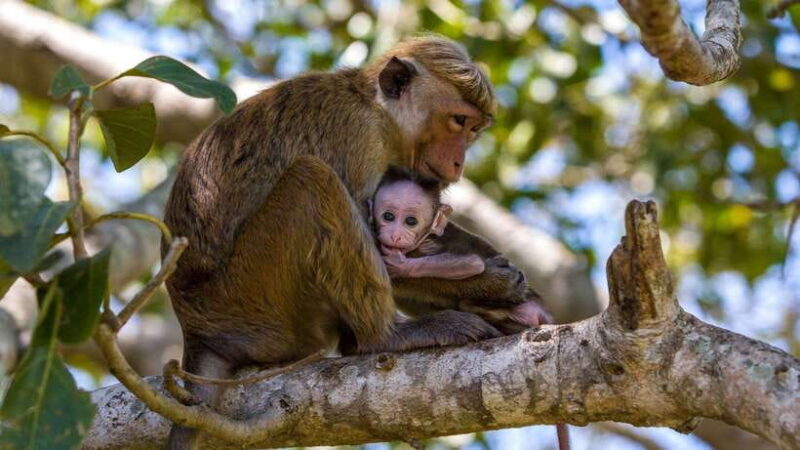 From Colombo/Negombo: Wilpattu National Park 4x4 Safari Tour - Who Should Consider This Tour?