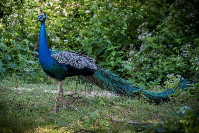 From Colombo/Negombo: Wilpattu National Park 4x4 Safari Tour - FAQs