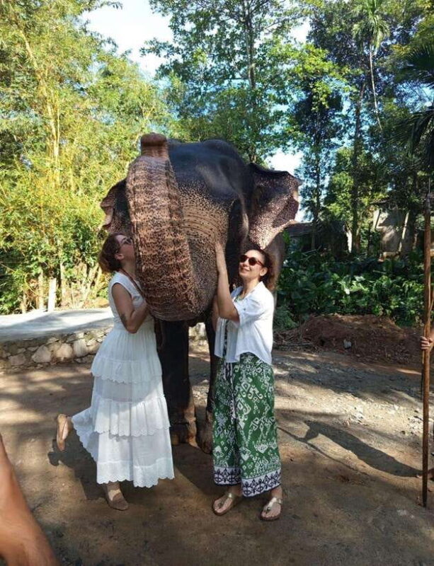 From Colombo or Negombo: Pinnawala, Kandy & Tea Factory Tour - An Honest Look at the Tour Experience