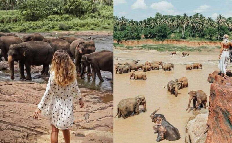 From Colombo: Pinnawala & Tea factory with Kandy Hotel Drop - Key Points