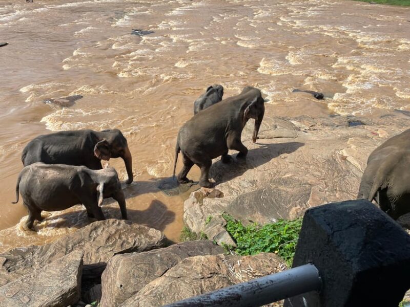 From Colombo Port : Shore Excursions Pinnawala - Good To Know