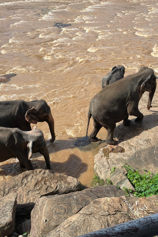 From Colombo Port : Shore Excursions Pinnawala - Important Information and Requirements