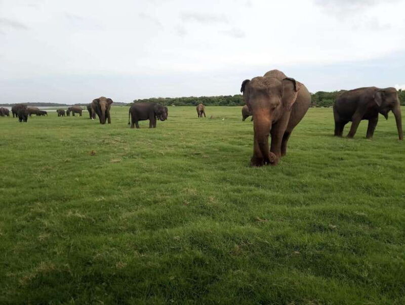 From Colombo: Sigiriya / Dambulla & Safari Day Tour - FAQ