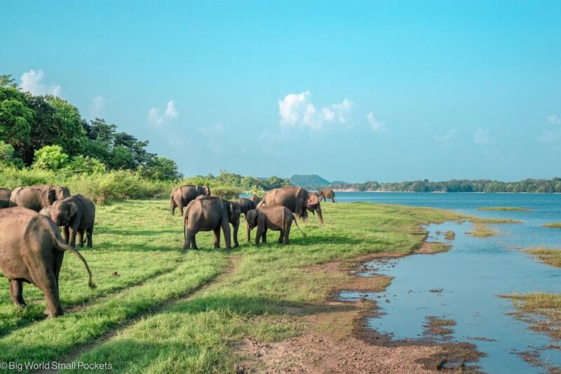 From Colombo : Sigiriya,Dambulla Day Tour & Safari - Good To Know