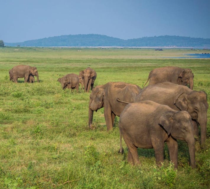 From Colombo : Sigiriya,Dambulla Day Tour & Safari - Included Services