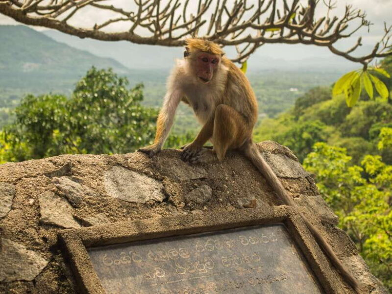 From Colombo: Sri Lanka Heritage 5-day Private Tour - FAQ