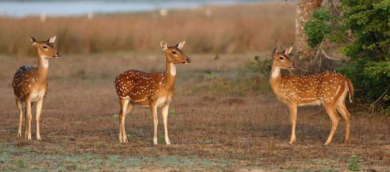 From Colombo: Udawalawe National Park Private Jeep Safari - Key Points