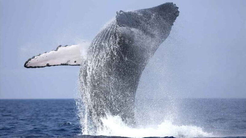 From Colombo: Whale Watching Tour with Breakfast & Transfers - Key Points