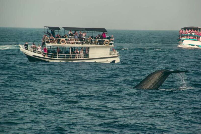 From Colombo: Whale Watching Tour with Breakfast & Transfers - The Sum Up