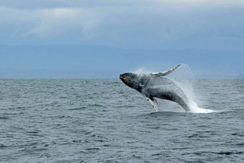 From Colombo: Whale Watching Tour with Breakfast & Transfers - FAQs
