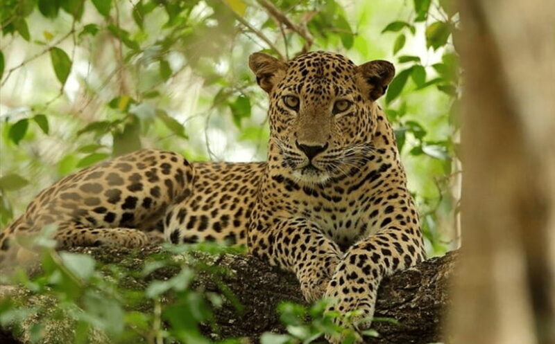 From Colombo: Wilpattu National Park Safari - Key Points