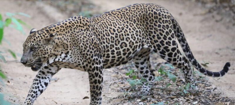 From Colombo: Wilpattu National Park Safari - FAQs