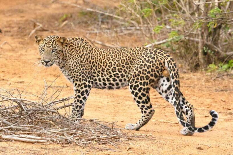From Colombo: Yala National Park, Galle Mirissa, 2-Day Tour - Key Points  