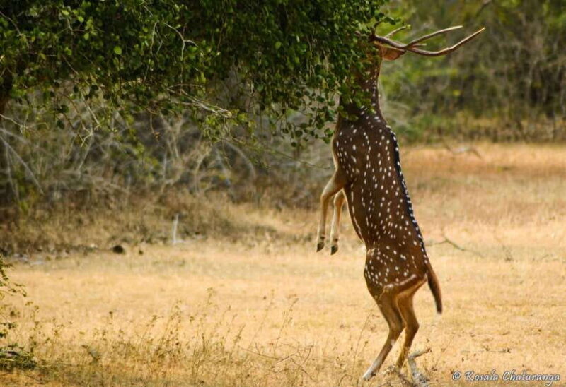 From Colombo : Yala National Park Safari With Tickets - Exploring the Yala Safari from Colombo: A Practical Guide